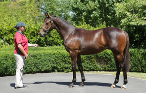 Lot 697 - Ocean Park x Dubonnet