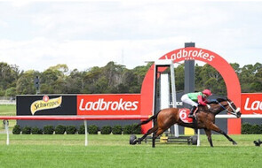 Forbidden City - Raced by Trelawney Stud