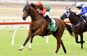 Richie McHorse - Trelawney Stud Bred & Raced