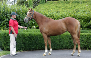 Lot 941 - Star Witness x Stunner