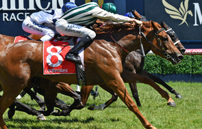 Addison - Trelawney Stud Bred & Sold