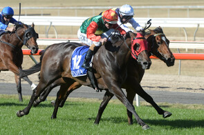 Zayydani - Bred & Raced by Trelawney Stud