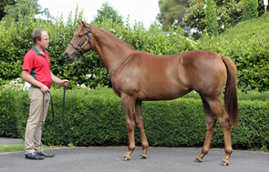 Lot 189 - Per Incanto x Magic Briar