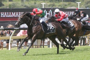 Vamos Bebe - Raced by Trelawney Stud