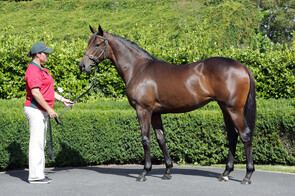 Aquaoir - Bred & Sold by Trelawney Stud