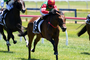 Cheaperthandivorce - Bred & Raced by Trelawney Stud