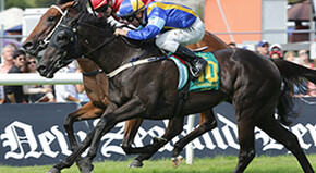 Saavoya - Sold by Trelawney Stud