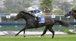 Martini Red - Bred & Raced by Trelawney Stud