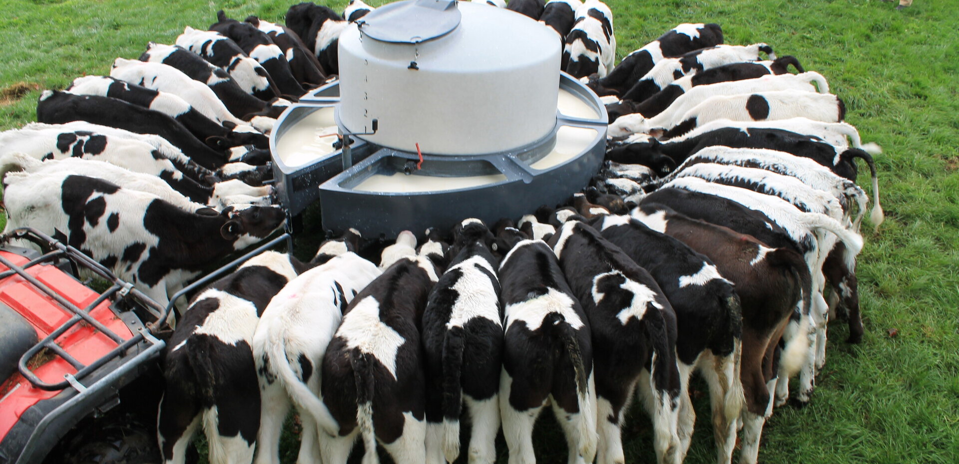 Calf Diarreha (Scours) Treatment BioGro Certified Feed Opticalf