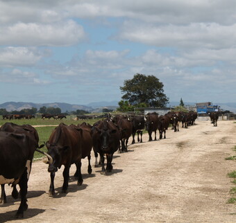 Cows walking on farm race StockRock