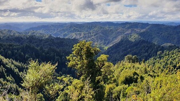 Valley of the Lost Dreams – the ANZAC Memorial site offers a poignant panoramic view of the rugged and remote Mangapurua and Kaiwhakauka valleys. Dense forest is reclaiming what was cleared for farming 100 years ago