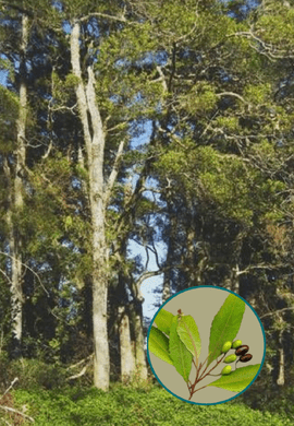 Pokaka Trees | Mountains to Sea