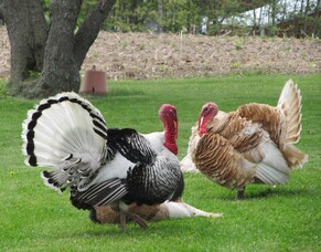 Thanksgiving Service &amp; Meal