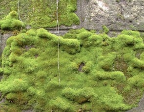 MOSS