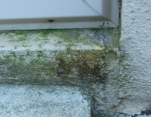 MOULD