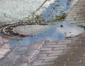 New Zealand’s Most Common Home Drainage Issues