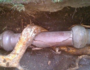 DIY Root Removal: The Case for Hiring Professionals