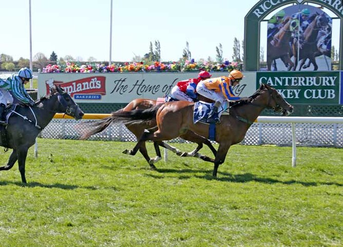 te-akau-three-year-old-to-spell-the-oaks-stud