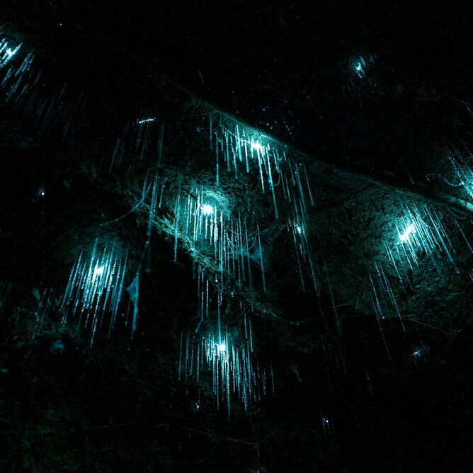 Close-up of glow worms in Rotorua, New Zealand, glowing with bioluminescence in a dark cave