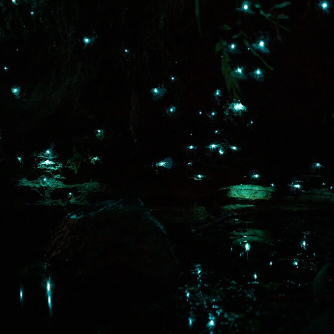 Cluster of glow worms glowing in a dark Rotorua cave with their lights reflecting on the water surface