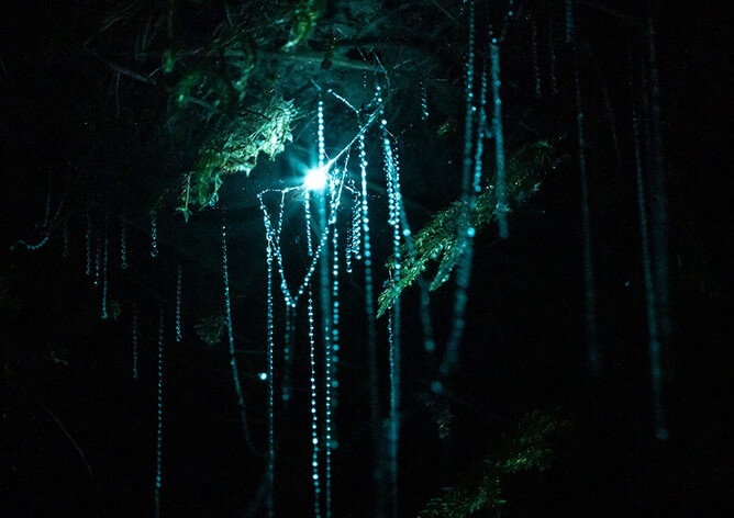 Couple kayaking in a Rotorua glow worm cave with titiwai lights shimmering on the cave ceiling