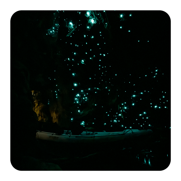 Glow Worm caves, couple in kayak in cave admiring galaxy of glow worms