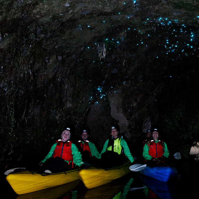 Cluster of Glow worms inside a glow worm cave