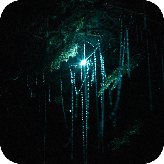 Private kayak group on lake at sunset, enjoying a personalised guided tour