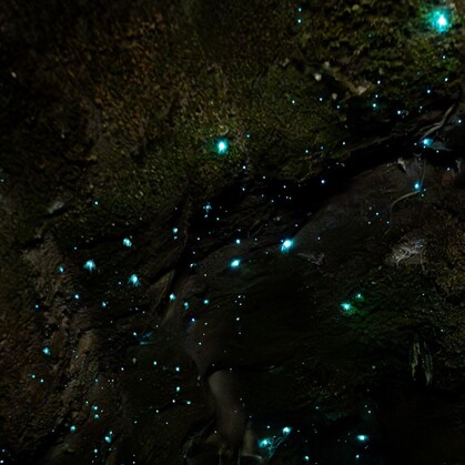 Cluster of Glow Worms