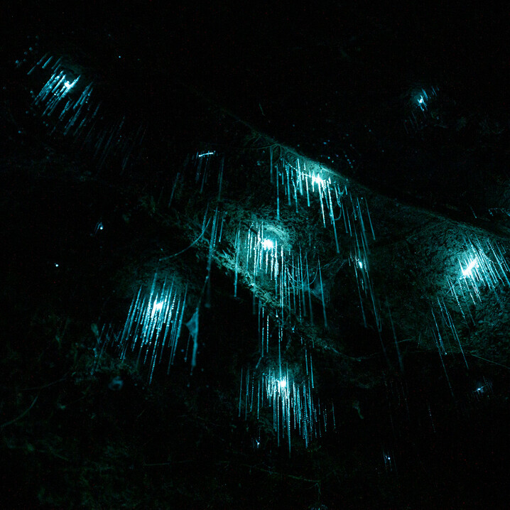 A cluster of Glow worms