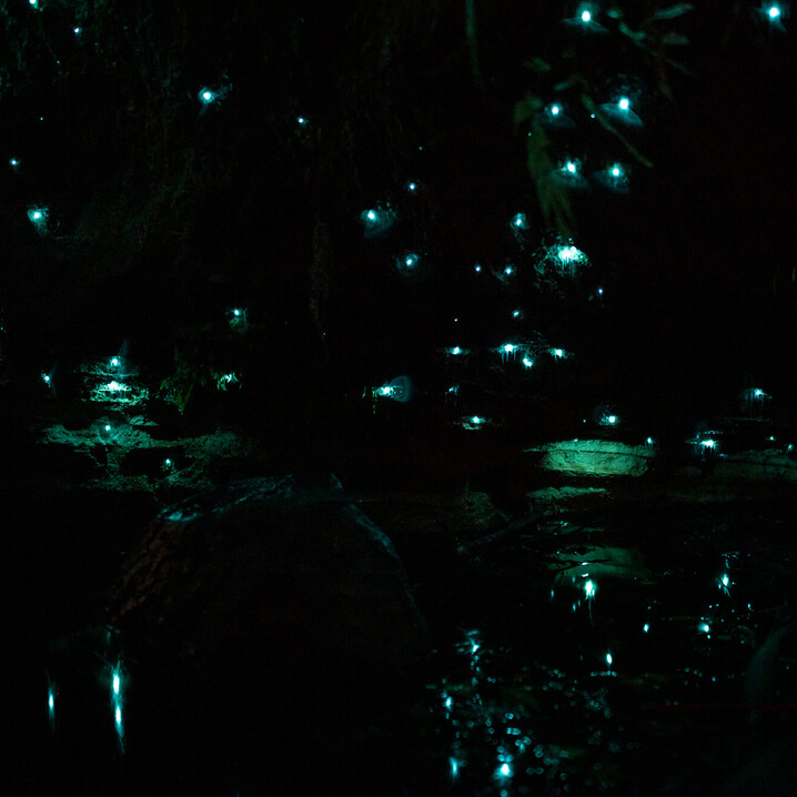 Inside the glow worm case