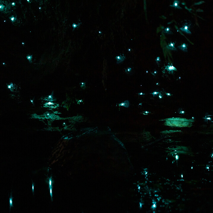 inside a glow worm cave in darkness with the light from the glow worms shining