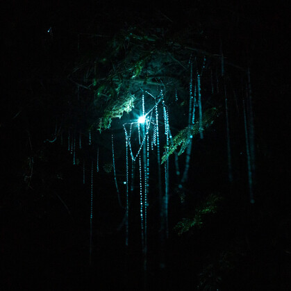 A close up one a cluster of glow worms