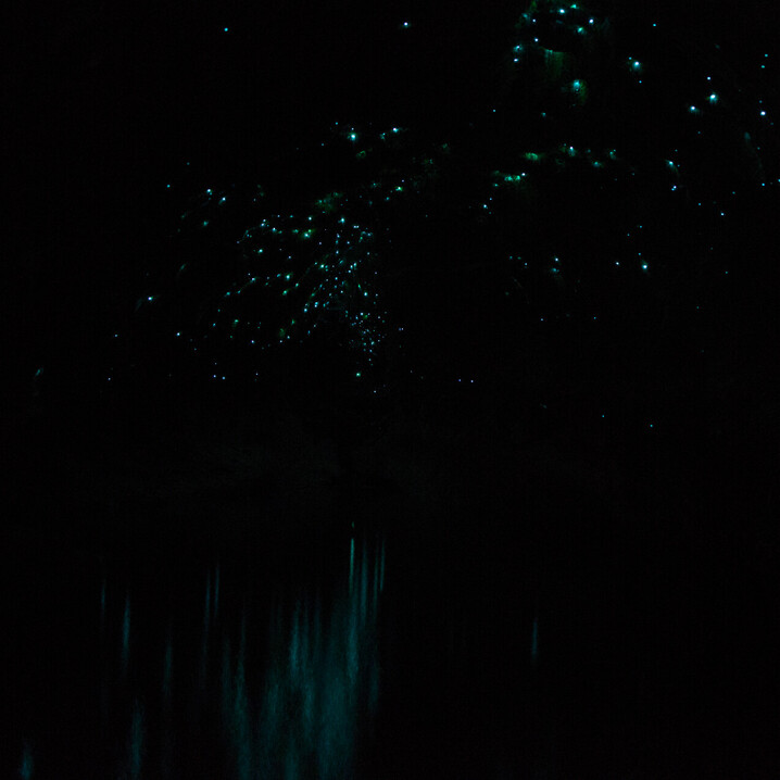 Amazing Rotorua Glow Worm Cave