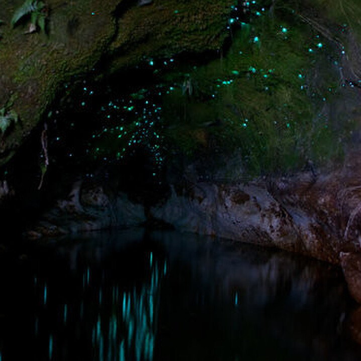 Taiao Glow Worm Caves