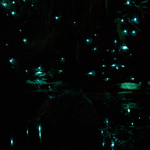 Glow worms in a cave with reflections off the water