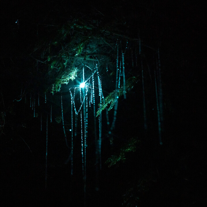 Close up of a glow worm cluster
