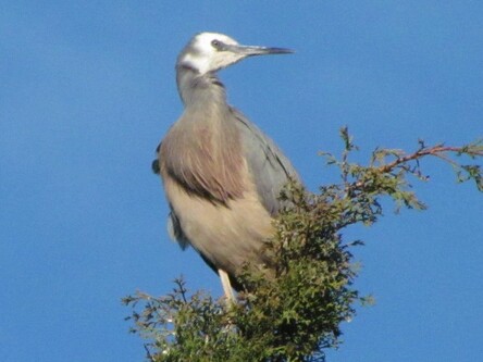 One of the visitors to our garden - a White Faced Heron.