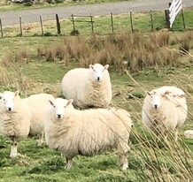 The Farm - Step into the quiet, idyllic rural farmlands of Reikorangi. Soak up the stunning sunsets, hear the farm life in the distance, and walk through a mix of farmland and native bush trails. Star gaze at night whilst sitting outdoors around our firepit.