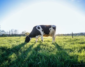 Animal health impacts emissions