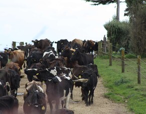 Reducing the impact of NEB for mating