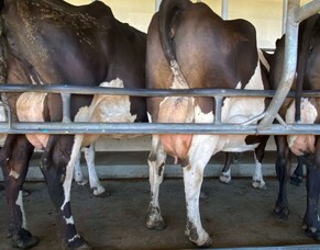 Draw the line with selective dry cow