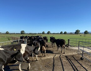 Pain relief for lame cows: a game-changer