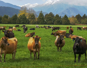 Protect farm productivity with pain relief
