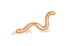 We use worm farms at Little Moas Early Learning Centre Ellerslie