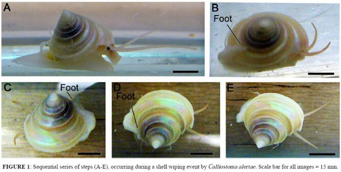 Shell jewellery NZ -