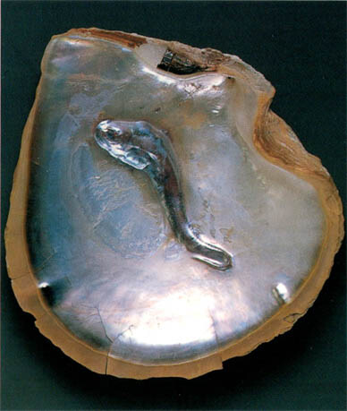 Oyster shell with a 'fish' blister pearl