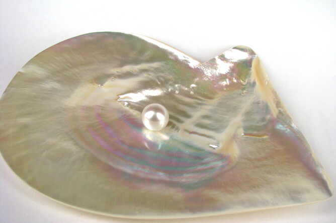 Pinctada Maxima Shell & Pearl