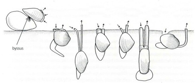 Shells under the sea 