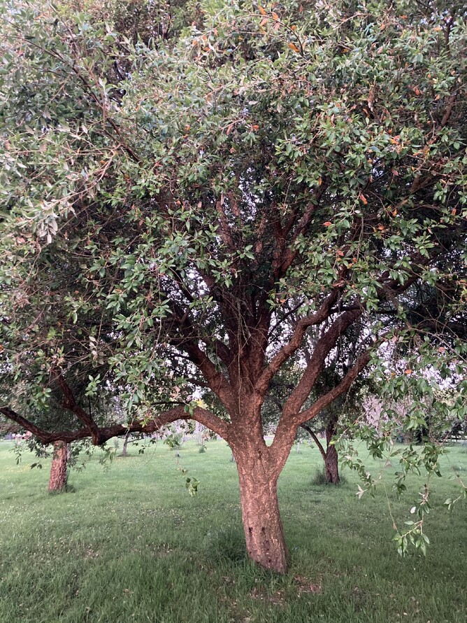 Cork Oak Tree in the Waikato - 20 years old